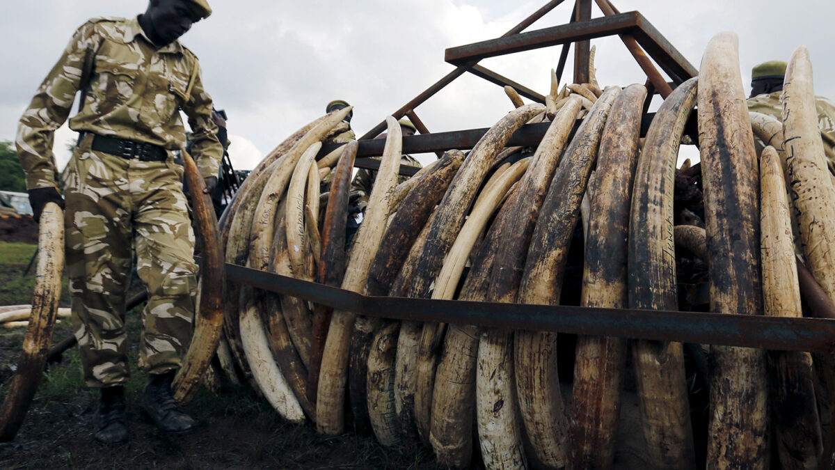 Kenia destruirá toneladas de marfil para proteger a los elefantes