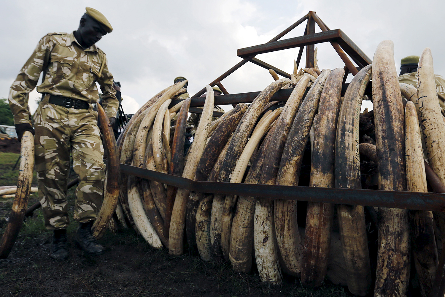 Kenia destruirá toneladas de marfil para proteger a los elefantes