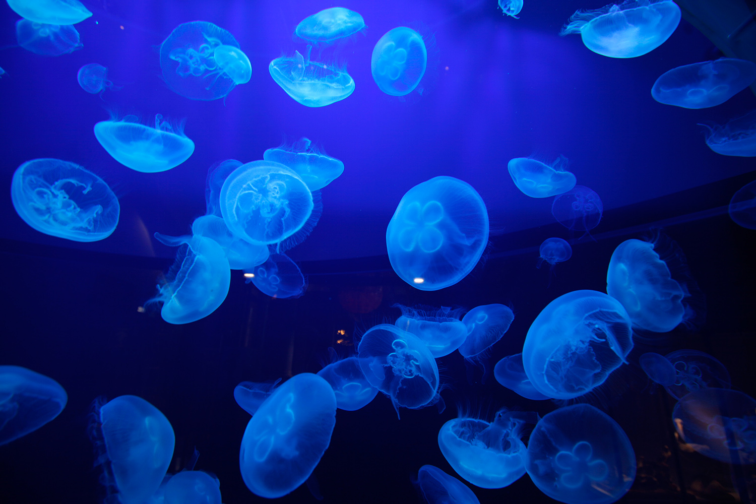 Una mancha de medusas de 16 kilómetros de extensión se acerca a Chile