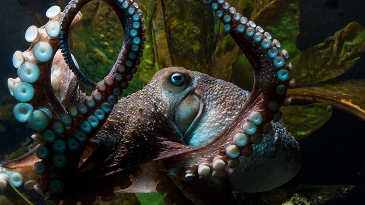 Inky, el pulpo de un acuario de Nueva Zelanda que se escapa de su pecera y llega al mar