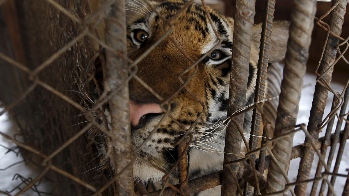 Un zoo de Noruega decapita una cebra y le da la cabeza a los tigres frente a los visitantes