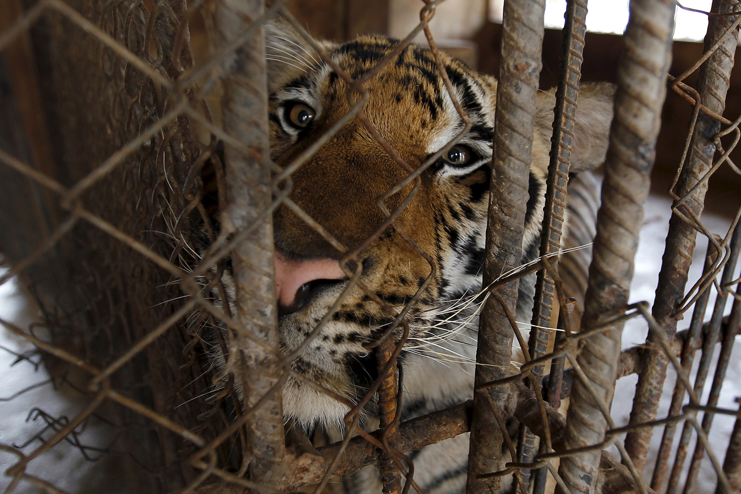 Un zoo de Noruega decapita una cebra y le da la cabeza a los tigres frente a los visitantes