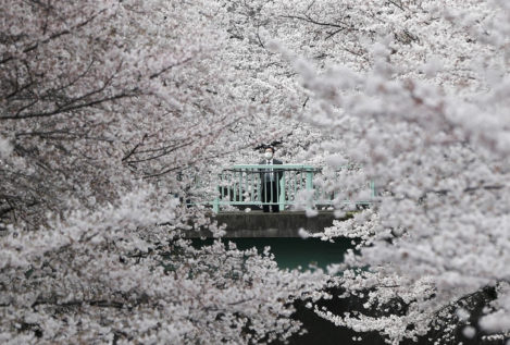 La explosión rosada del cerezo en flor dispara el turismo japonés de primavera
