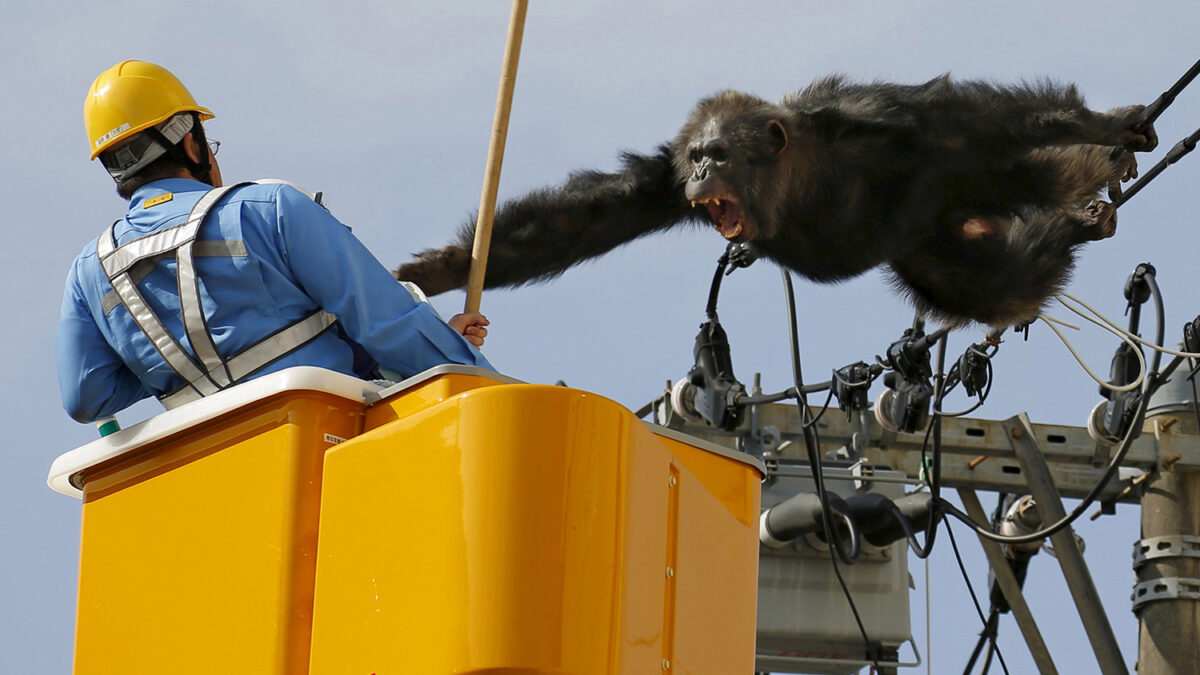 Un chimpancé huido causa pánico en un barrio residencial