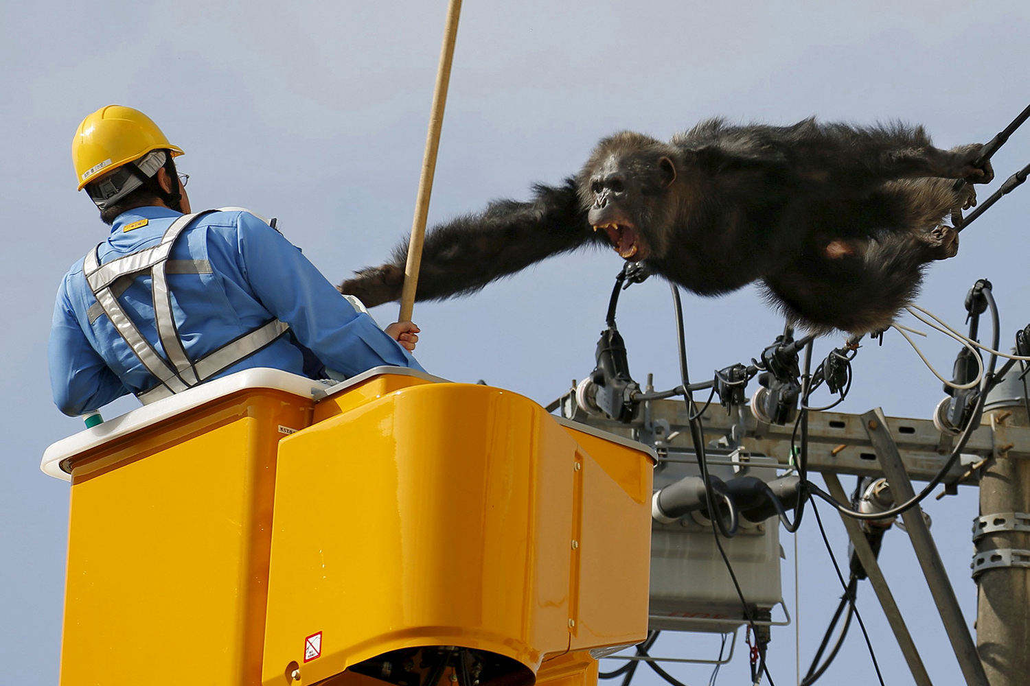 Un chimpancé huido causa pánico en un barrio residencial