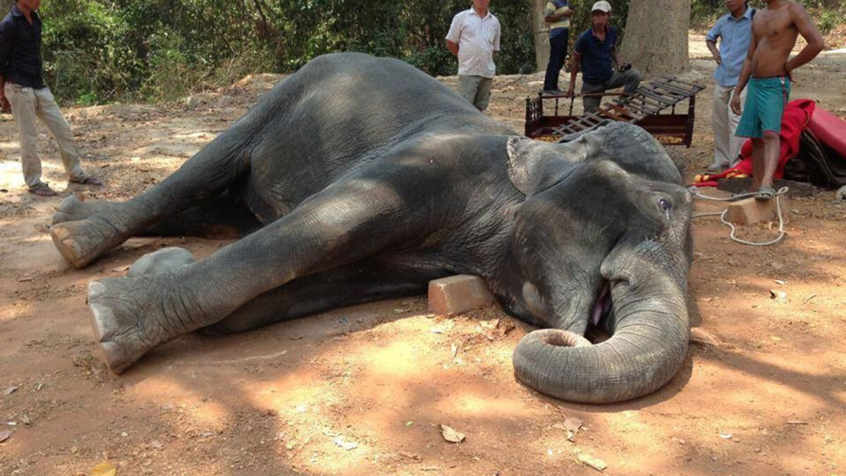 Un elefante muere de agotamiento tras más de 15 años transportando turistas