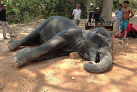 Un elefante muere de agotamiento tras más de 15 años transportando turistas