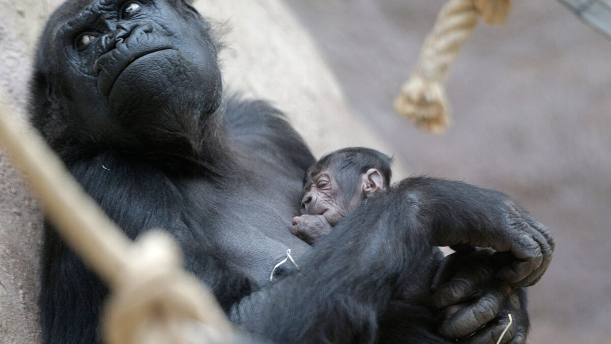 Una gorila da a luz inesperadamente en un zoo de Praga