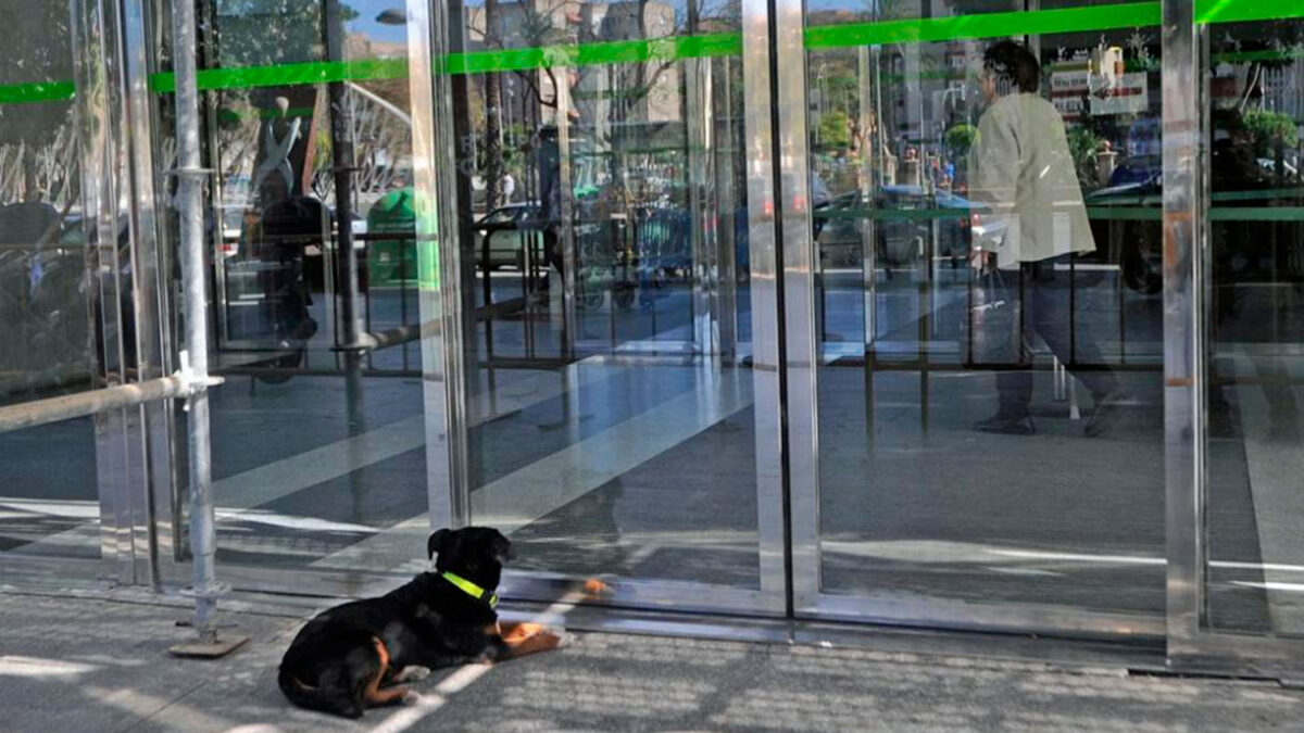 Champi, el perro ‘enfermero’ que ha revolucionado un hospital de Murcia