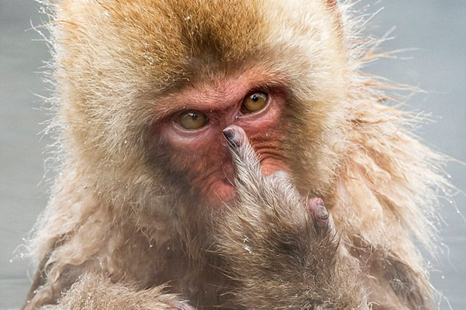 Un mono se enfada con un fotógrafo y le hace 'la peineta' por invadir su intimidad mientras se daba un baño