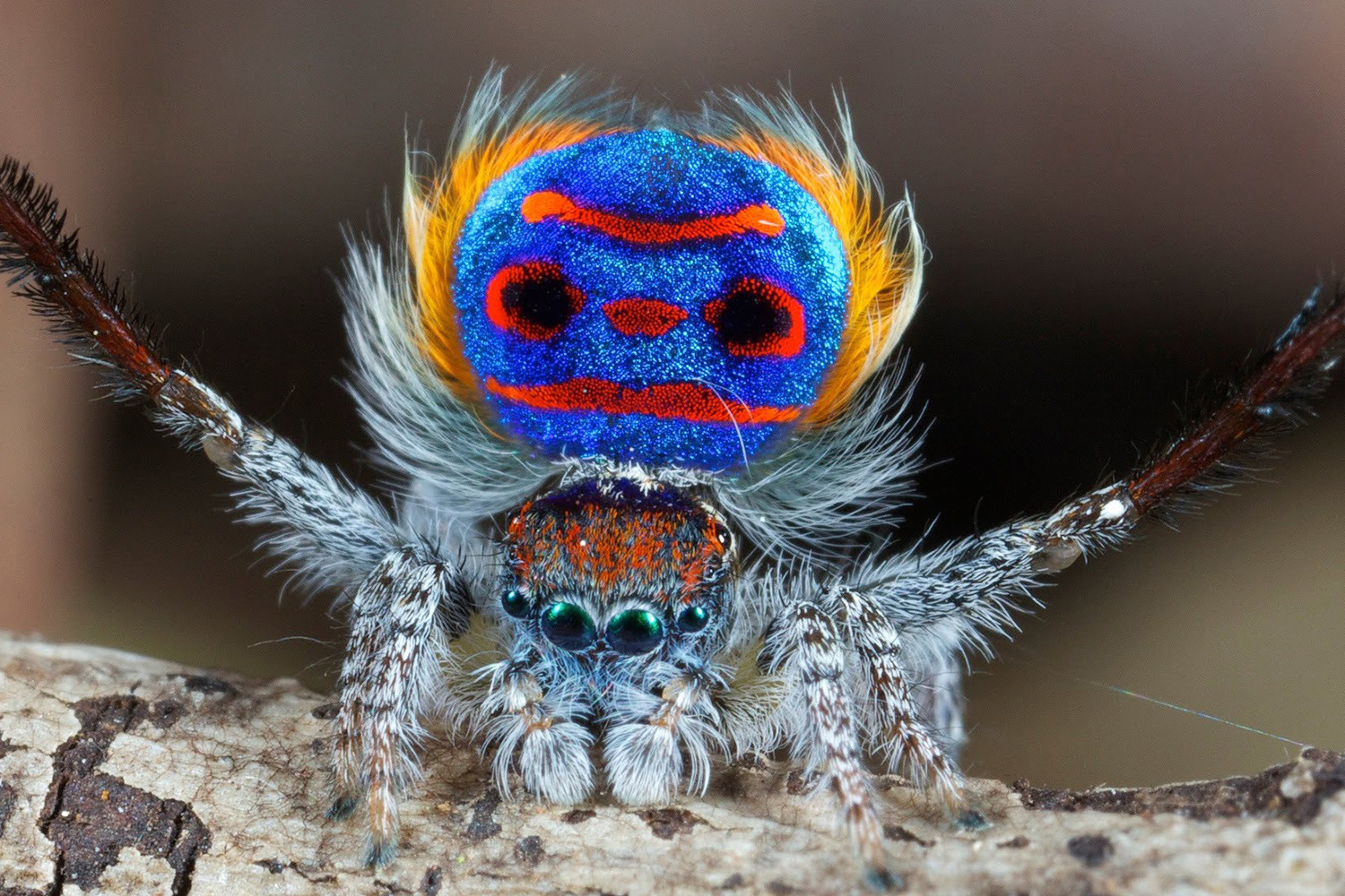 Un científico descubre siete nuevas especies de arañas pavo real