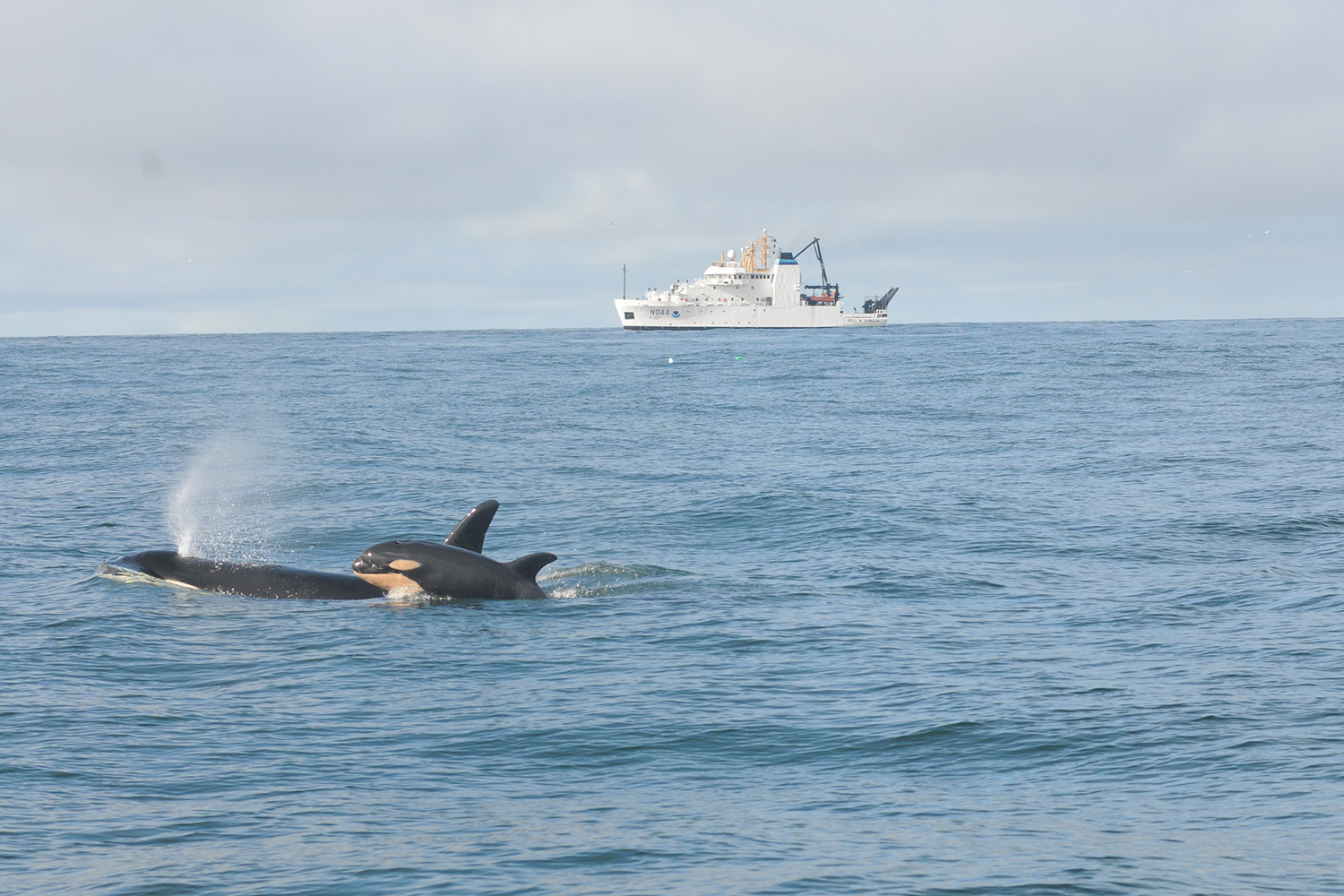 Japón planea pescar 115 cetáceos en su campaña ballenera del Pacífico Norte