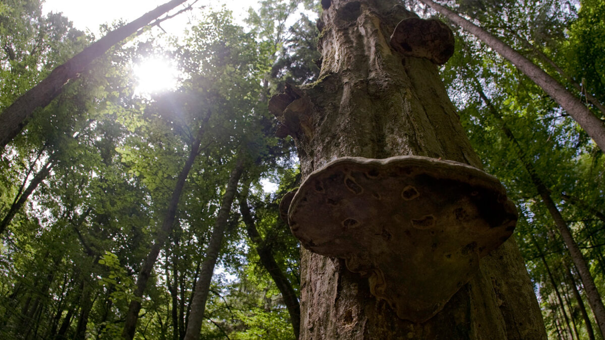 El gobierno polaco autoriza la tala del mayor bosque virgen de Europa: Białowieża