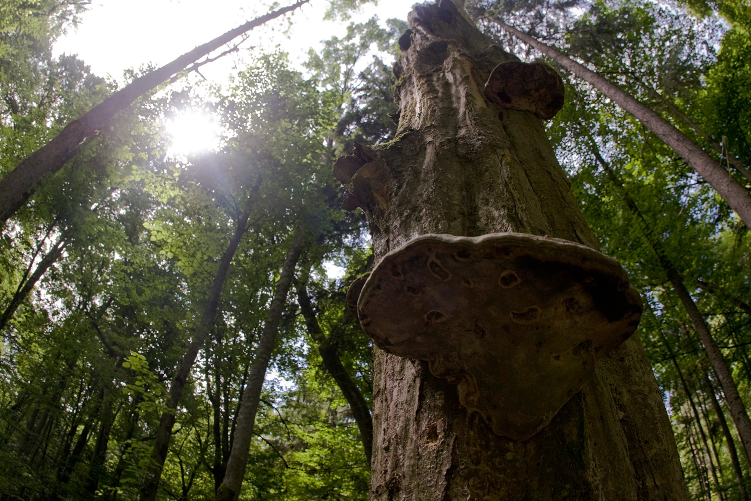 El gobierno polaco autoriza la tala del mayor bosque virgen de Europa: Białowieża