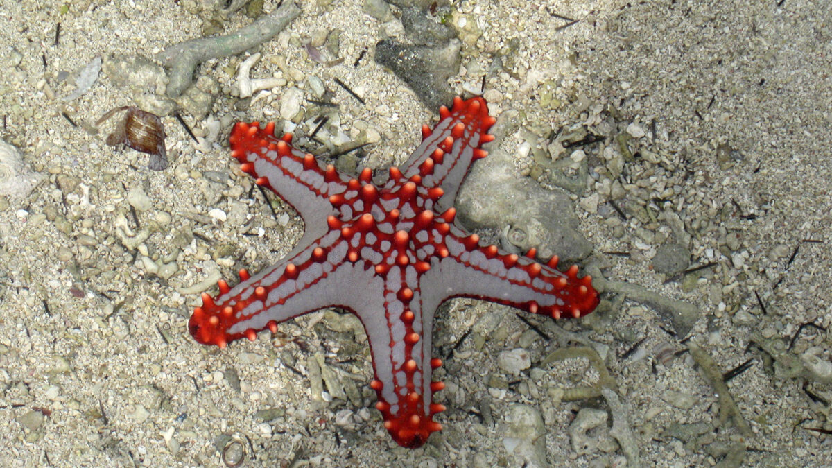 Las estrellas de mar regresan a las costas de California