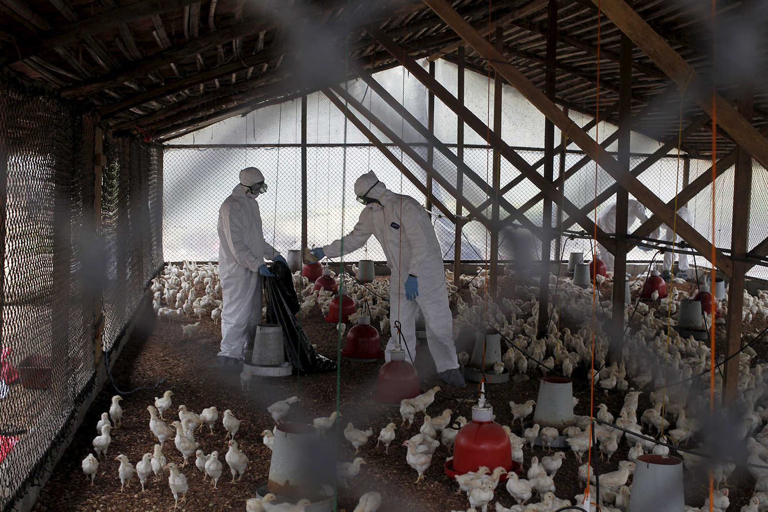 Trabajadores avícolas en Estados Unidos, forzados a usar pañales