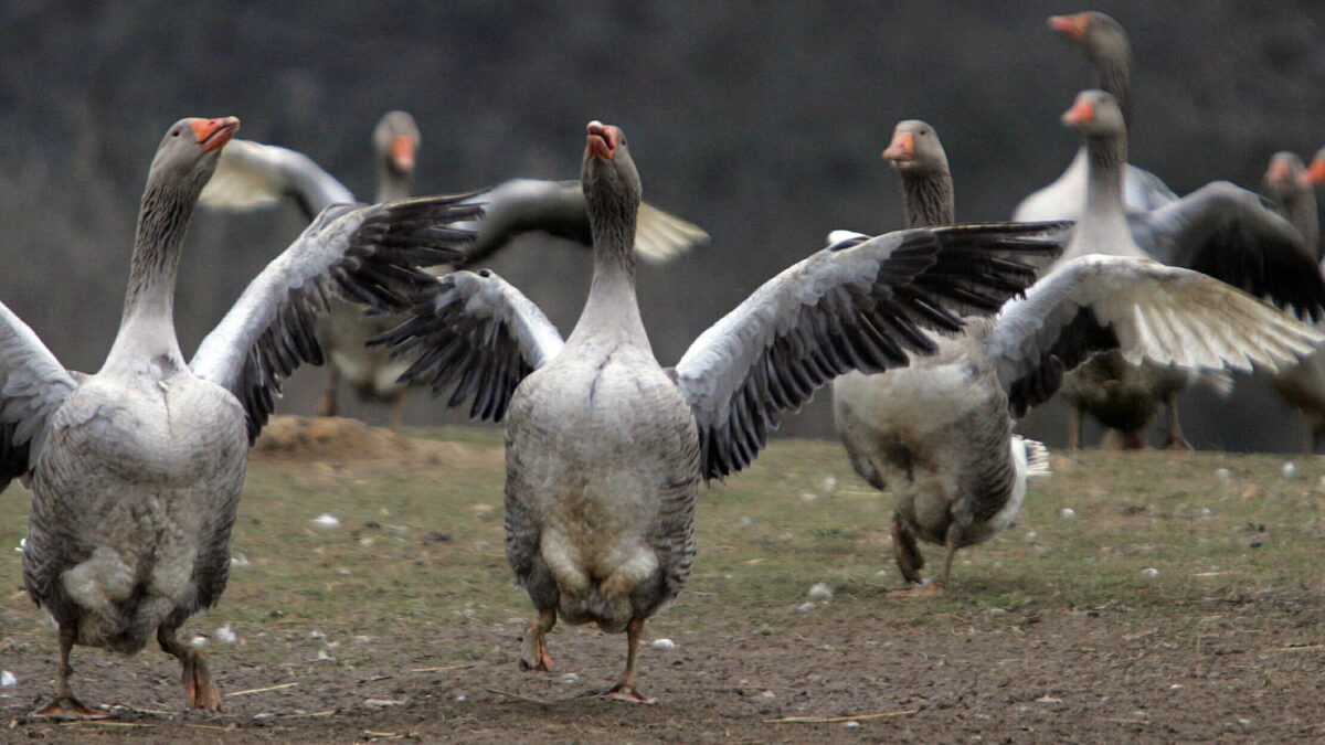 Francia prohíbe el foie gras por miedo a la gripe aviar