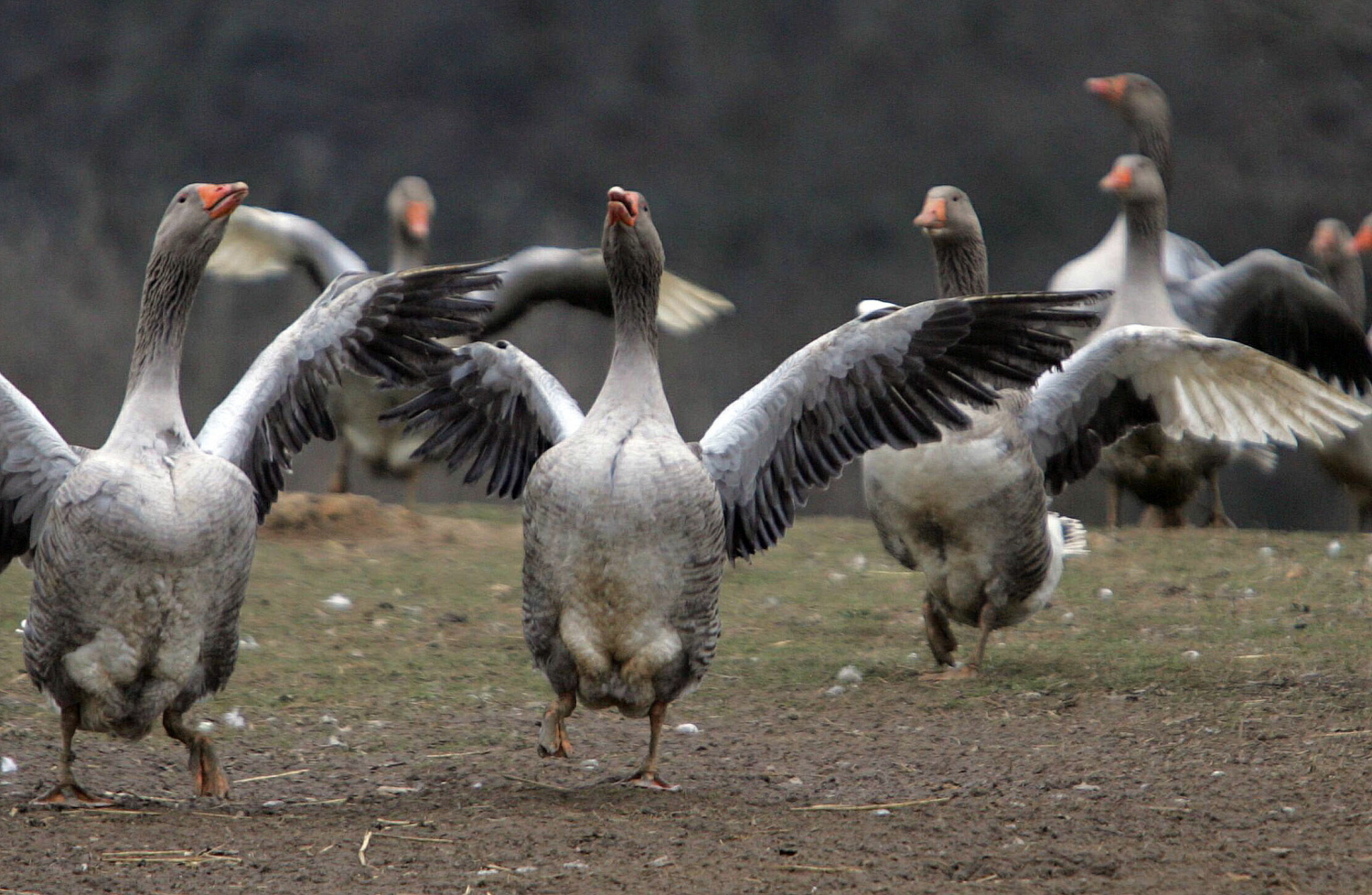 Francia prohíbe el foie gras por miedo a la gripe aviar