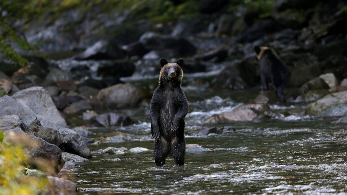 El oso