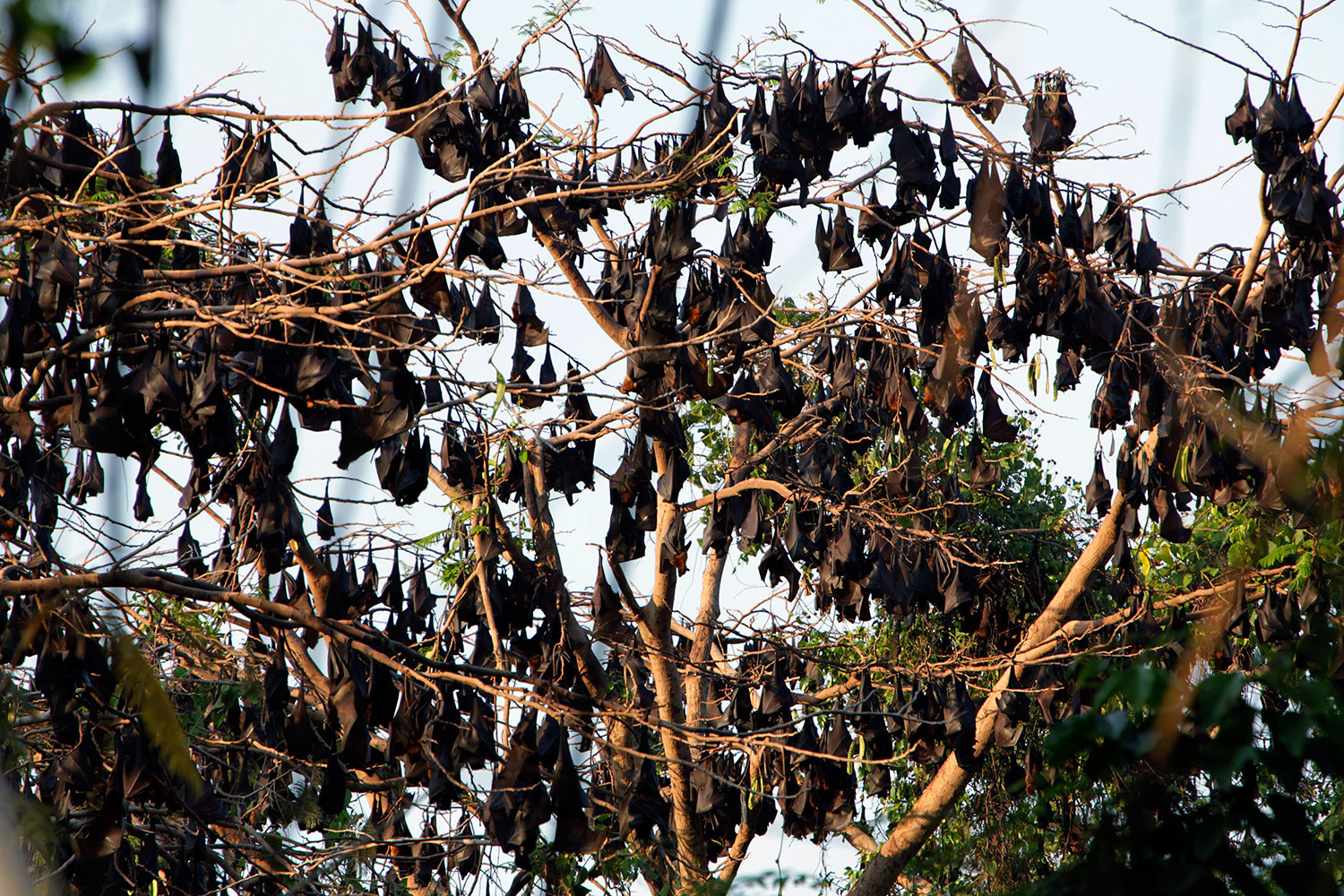 Declarado el estado de emergencia en un pueblo australiano invadido por miles de murciélagos