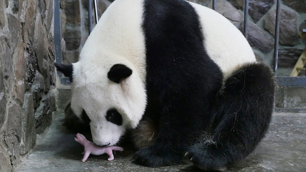 La red sigue en vivo el nacimiento de un oso panda