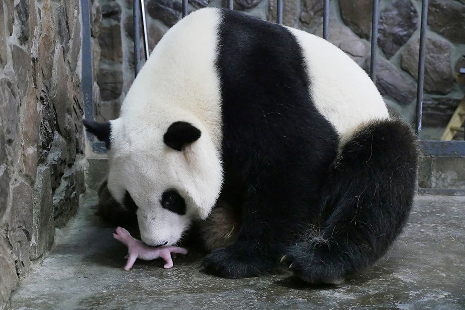 La red sigue en vivo el nacimiento de un oso panda