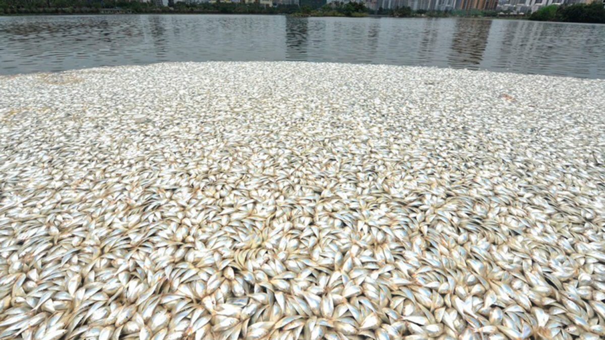 Aparecen 35 toneladas de peces muertos flotando en lagos de China