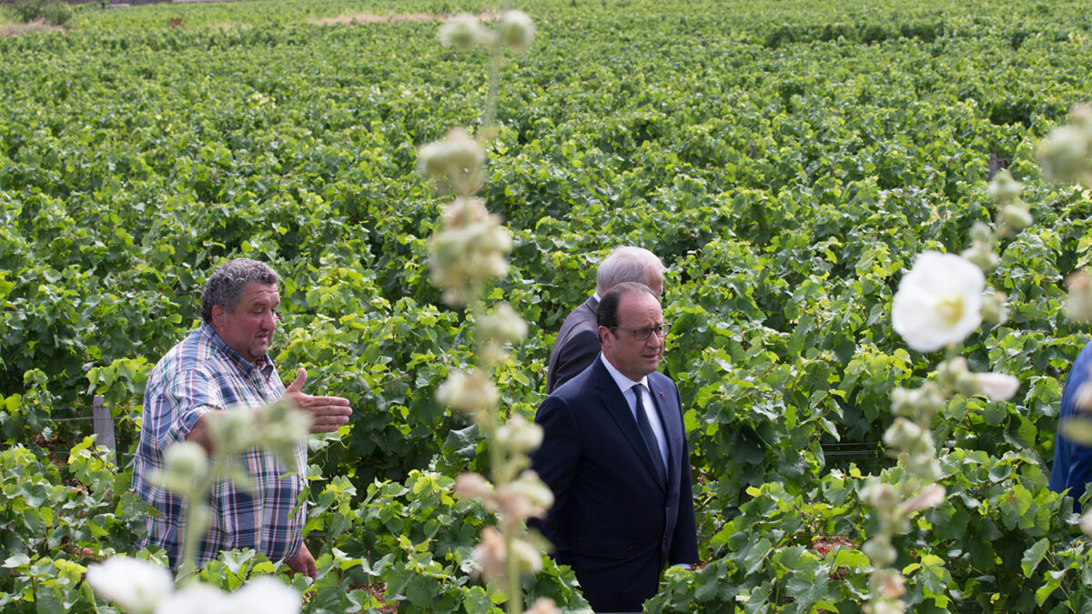 La heladas estropean un tercio de los viñedos de Borgoña