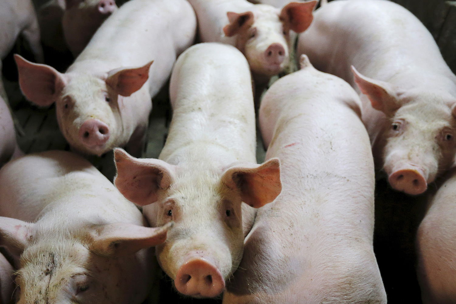 Científicos de EEUU quieren crear órganos humanos dentro de cerdos