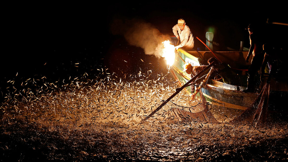 Danza de peces y fuego en el mar