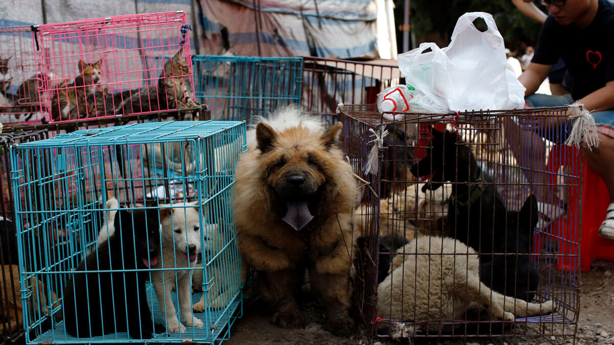 400 perros y gatos se salvan de ser cocinados y comidos en un festival