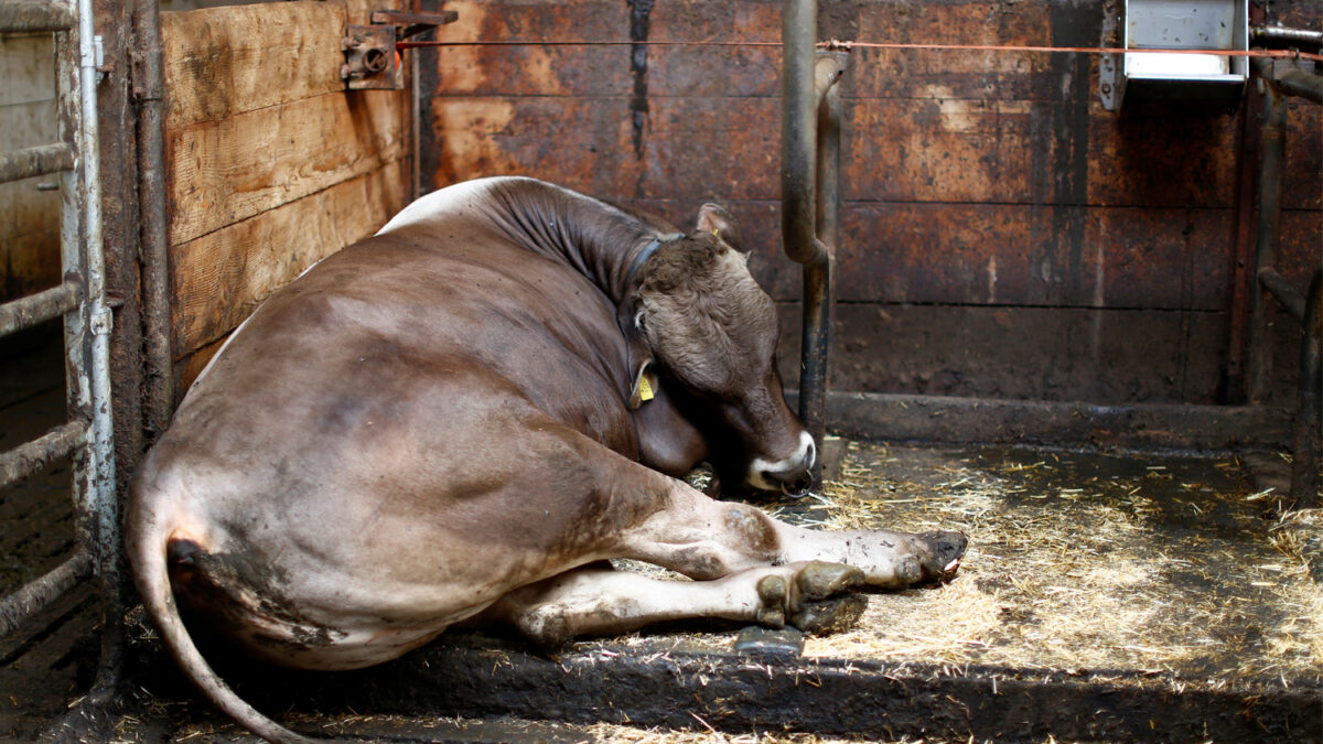 Detenido un ganadero en Cantabria que escondía 21 vacas muertas en su granja