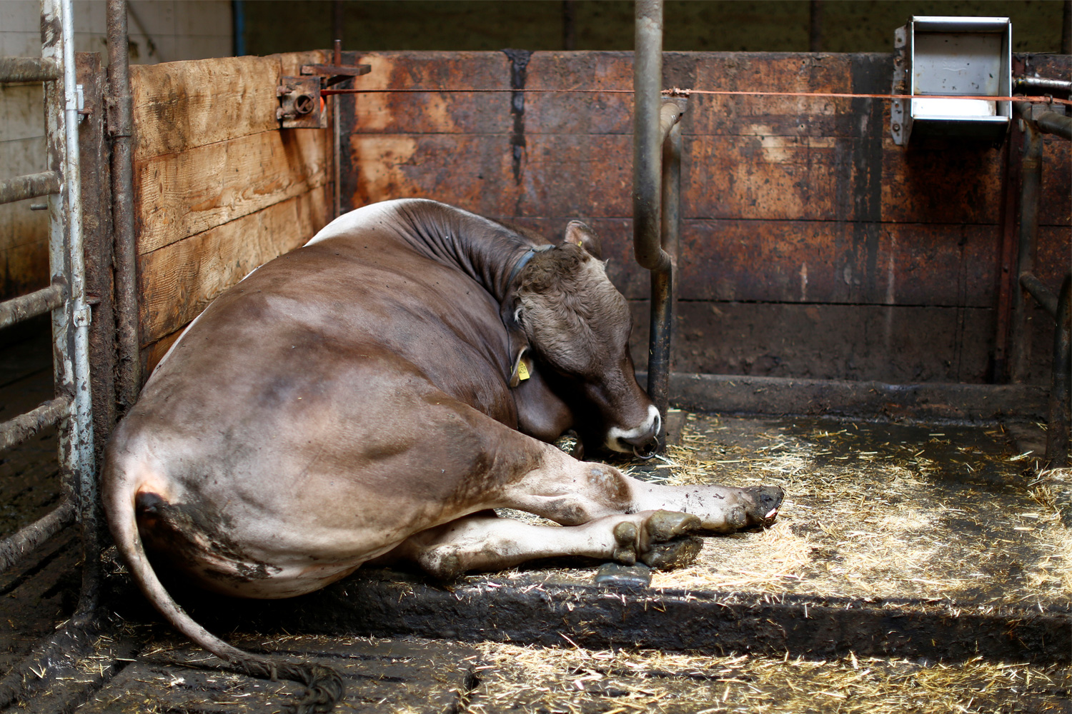 Detenido un ganadero en Cantabria que escondía 21 vacas muertas en su granja