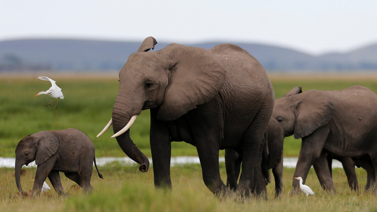 Ambicioso plan de Malawi: reubicar a 500 elefantes en un nueva reserva natural