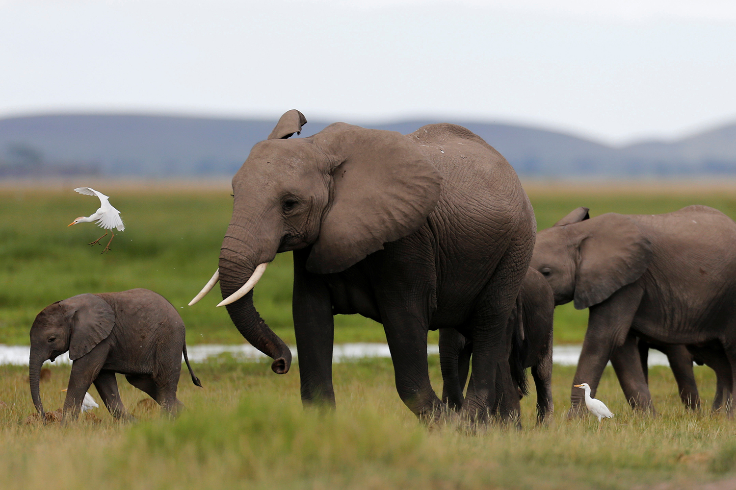 Ambicioso plan de Malawi: reubicar a 500 elefantes en un nueva reserva natural