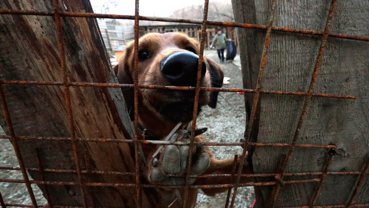 Matan y queman a más de un centenar de perros en Marruecos