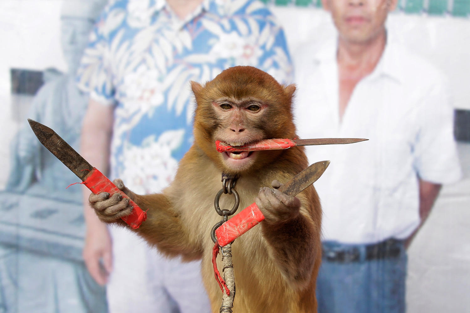 Una ciudad china vive bajo el asedio de monos salvajes