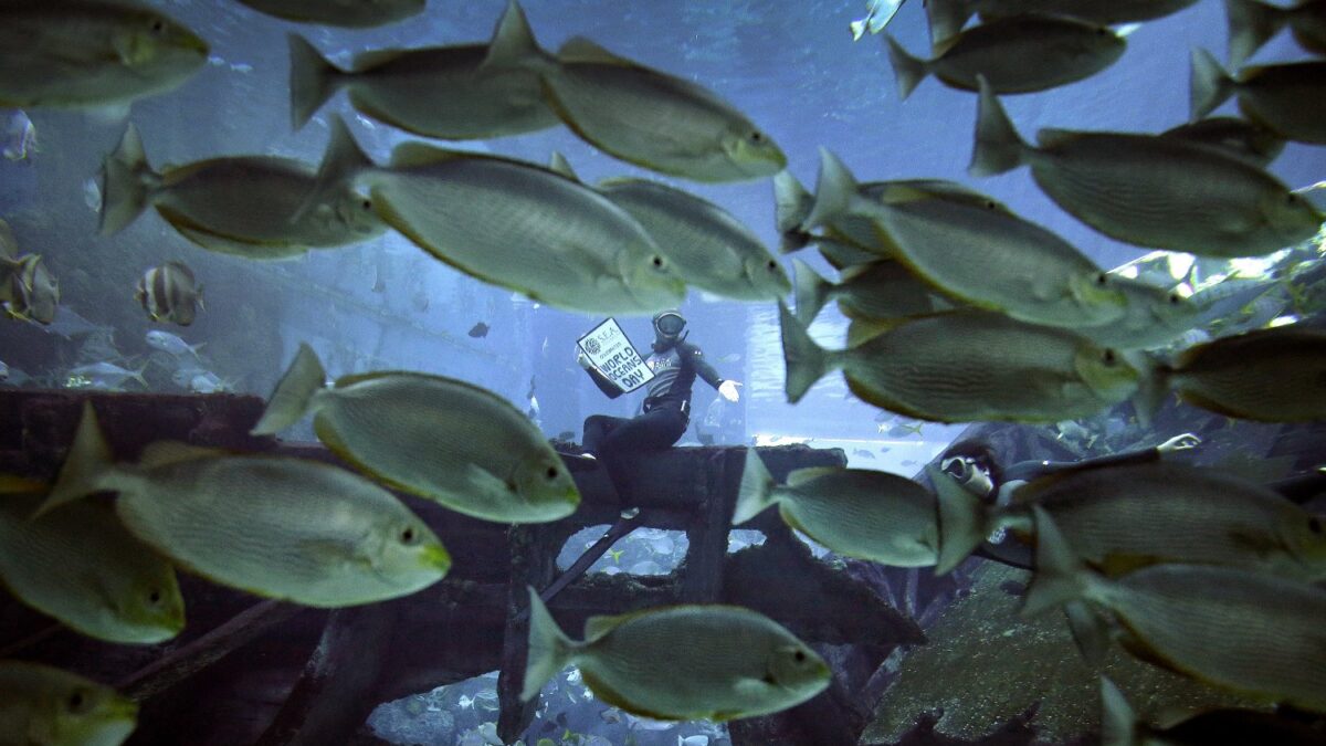 Investigadores entrenan a peces para reconocer rostros humanos