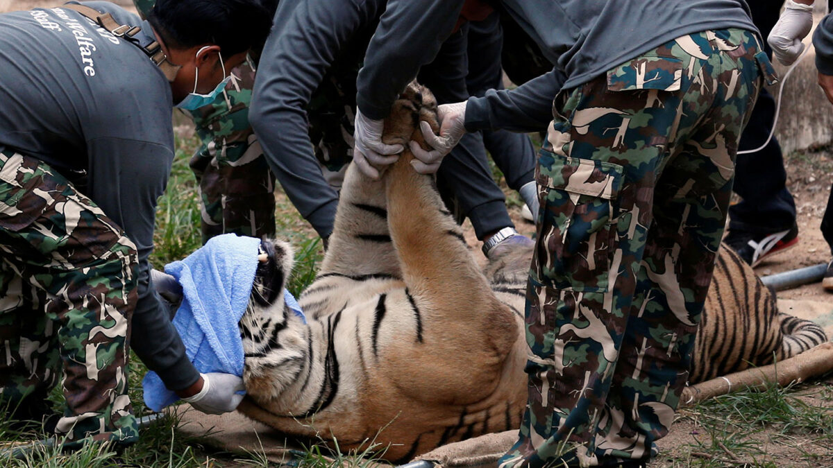 Encuentran cuarenta cachorros de tigre en el congelador de un templo tailandés