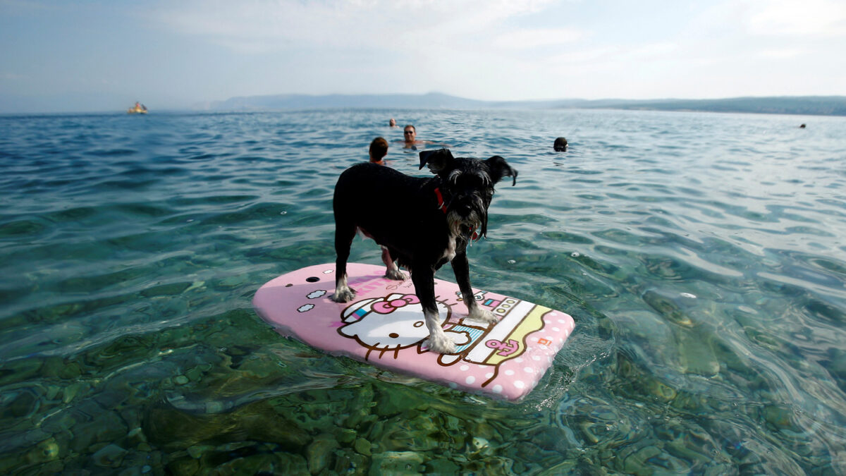 Croacia estrena su primer bar de playa para perros veraneantes