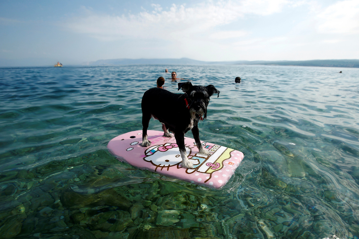 Croacia estrena su primer bar de playa para perros veraneantes