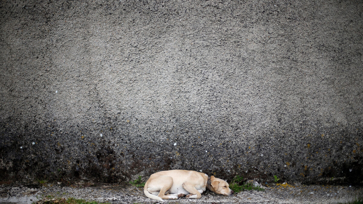 En España se abandonan más de 137.000 mascotas al año