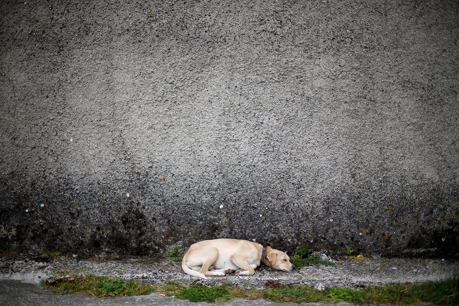 En España se abandonan más de 137.000 mascotas al año