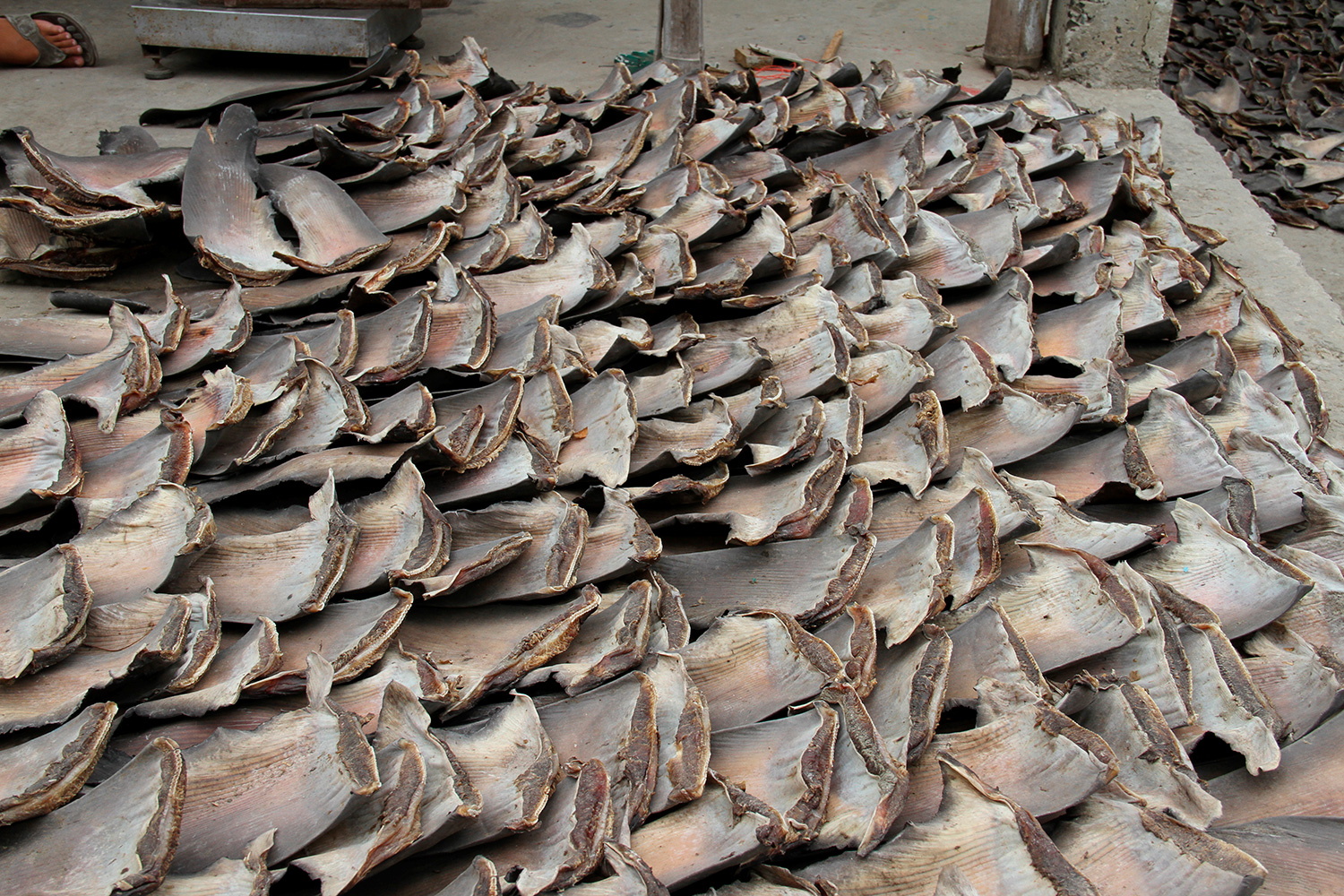 Incautados casi 900 kilos de aletas de tiburón martillo, una especie en peligro de extinción