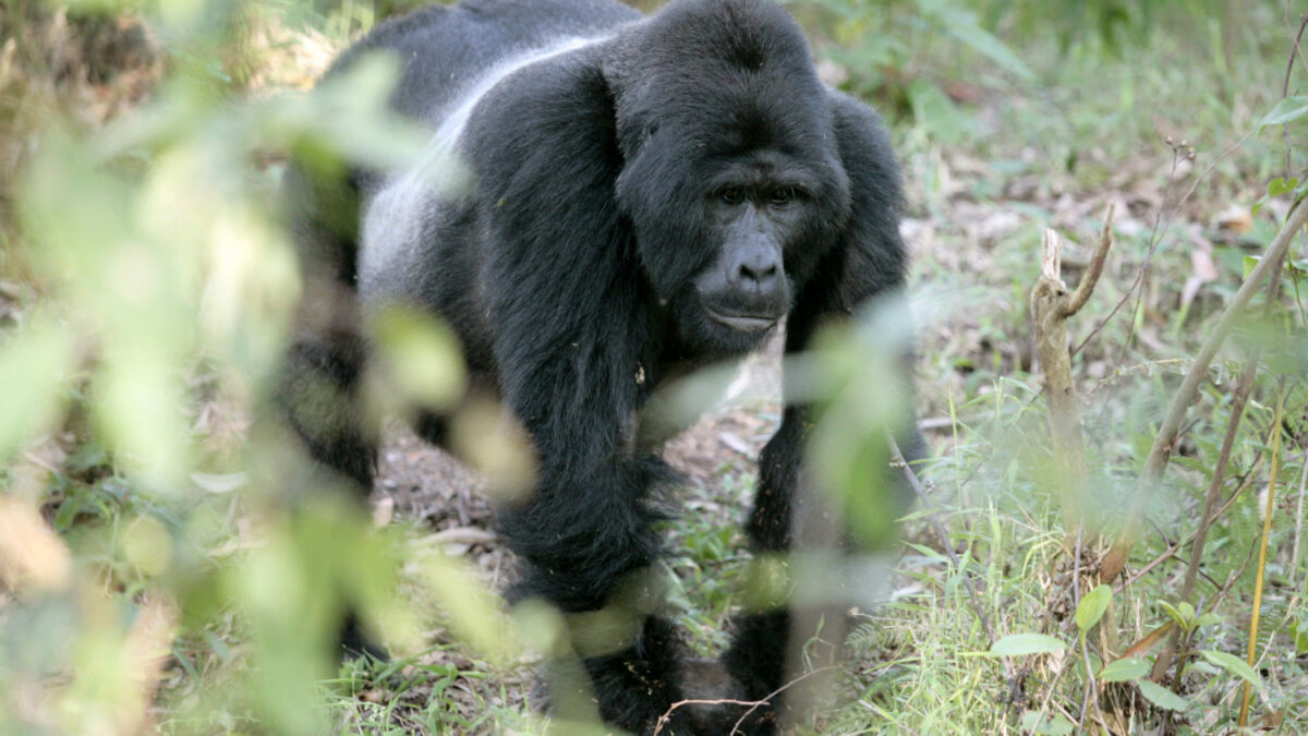 Una negligencia humana mata a otro gorila en peligro de extinción en México