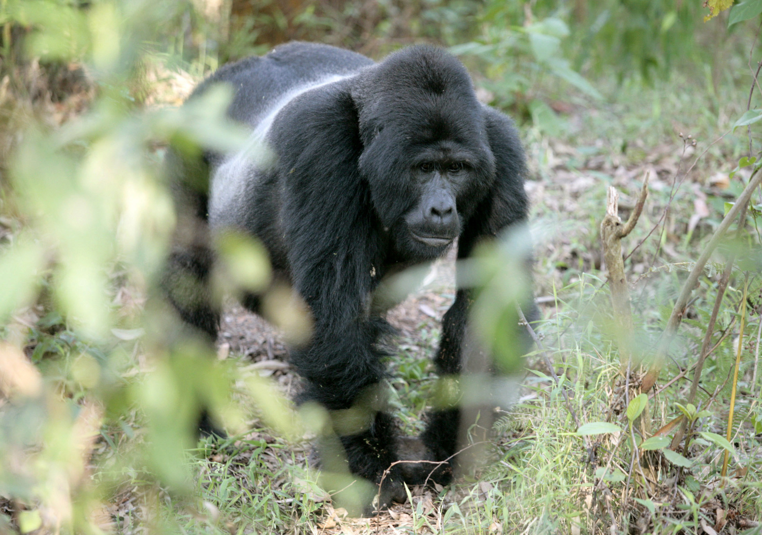 Una negligencia humana mata a otro gorila en peligro de extinción en México