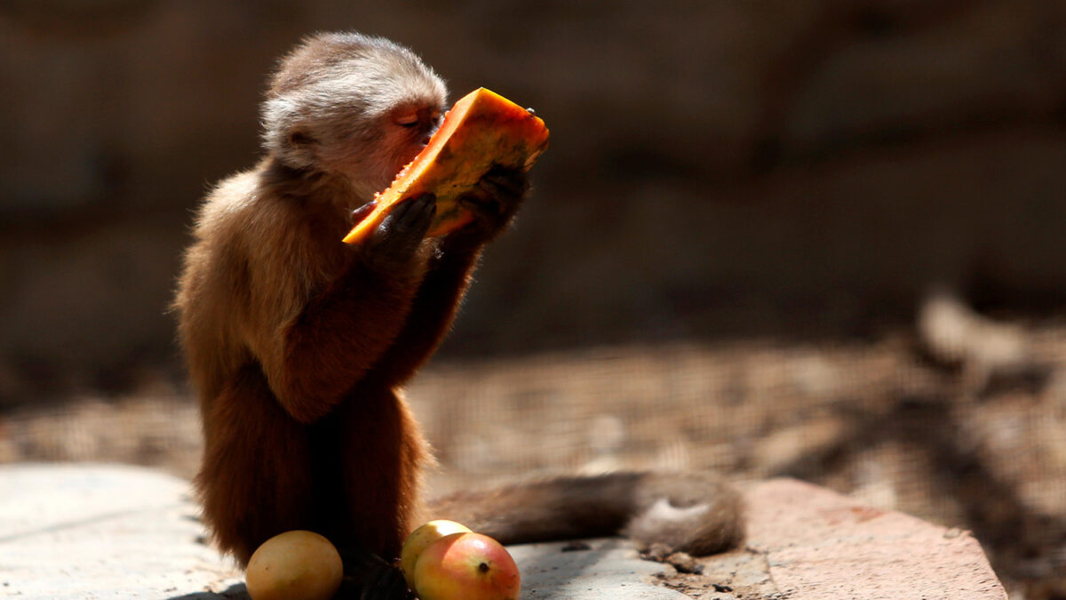 Medio centenar de animales mueren de hambre en el zoo más grande de Caracas