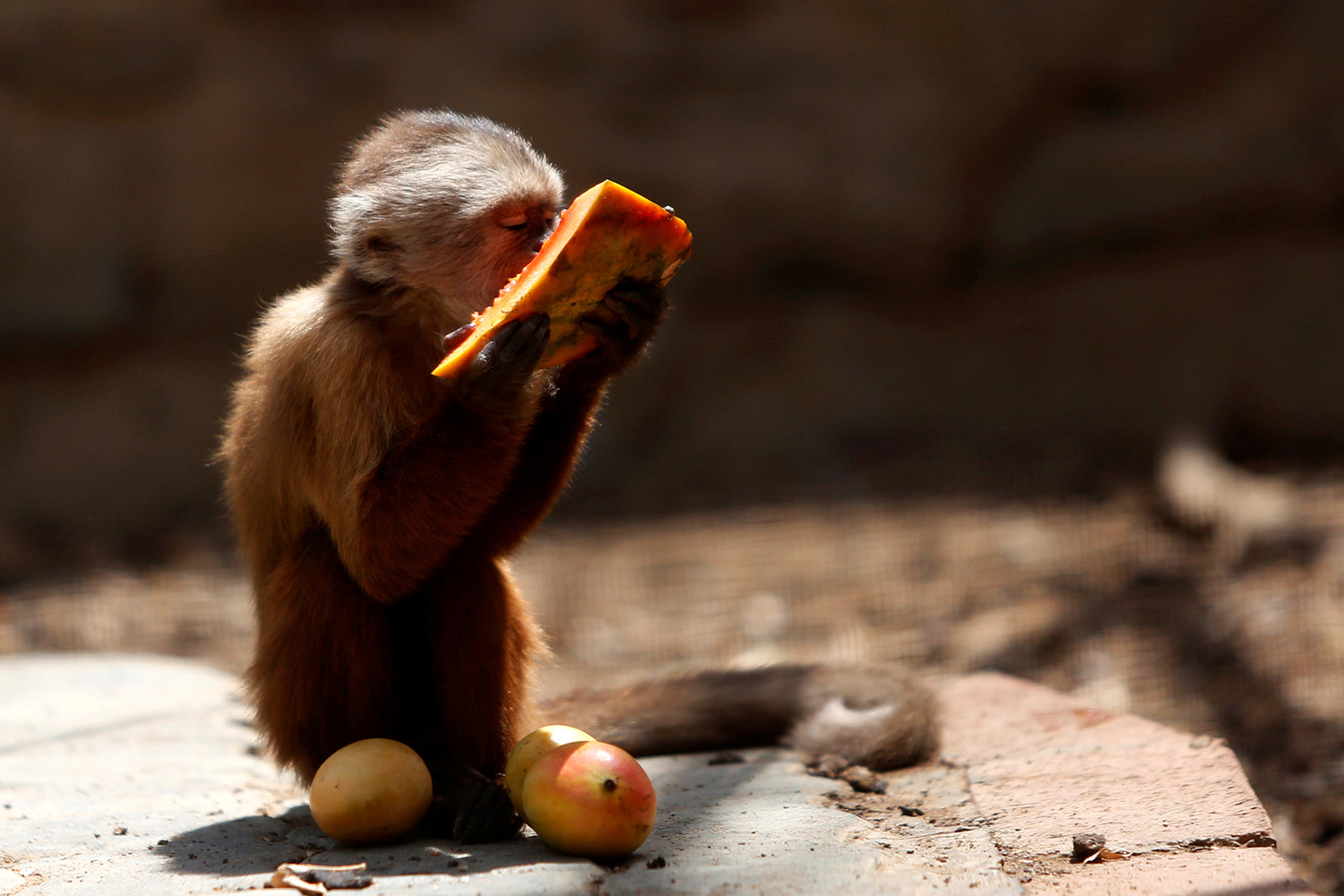 Medio centenar de animales mueren de hambre en el zoo más grande de Caracas