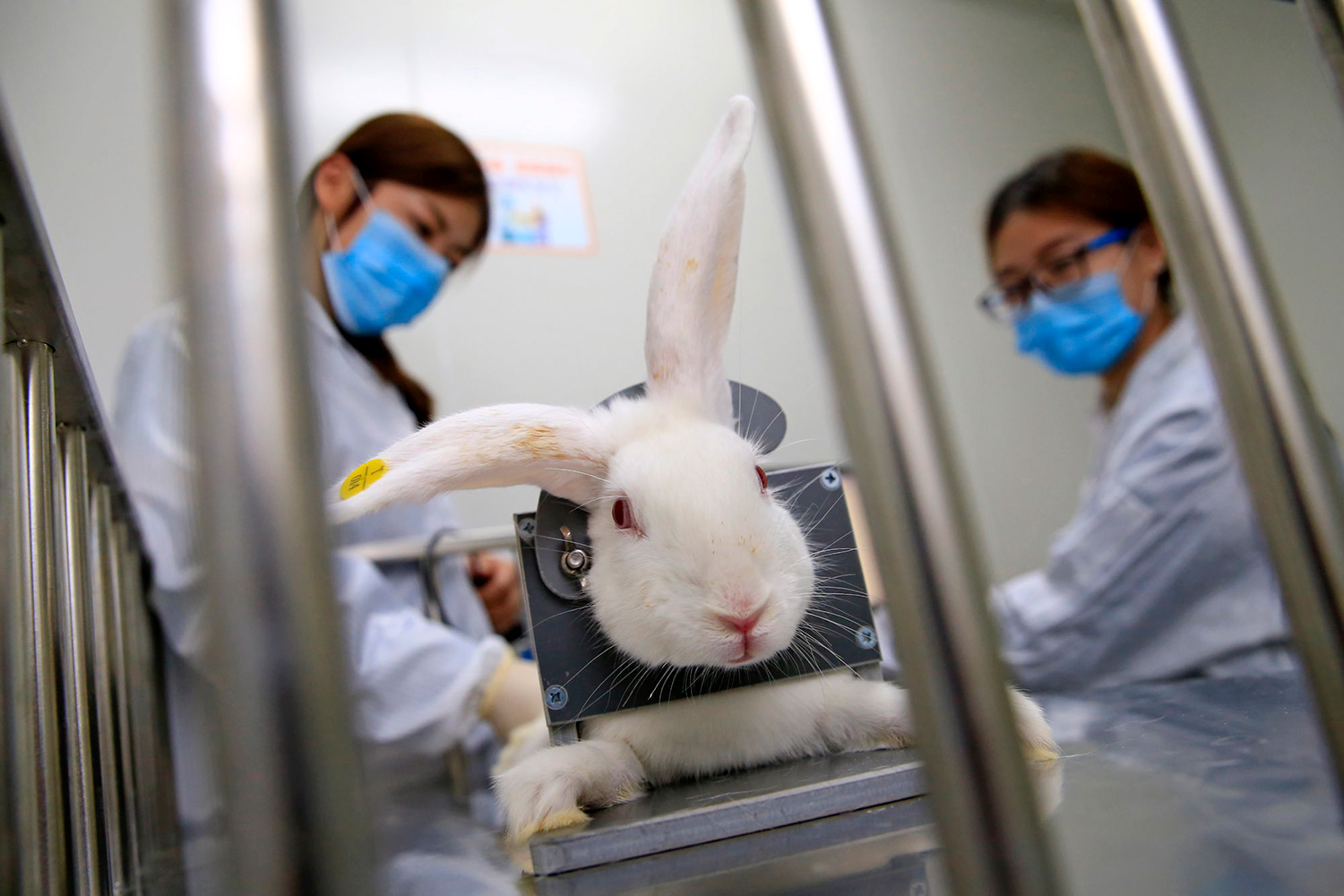 Búsqueda desesperada de la vacuna contra el 'virus del conejo' que está matando a cientos de animales