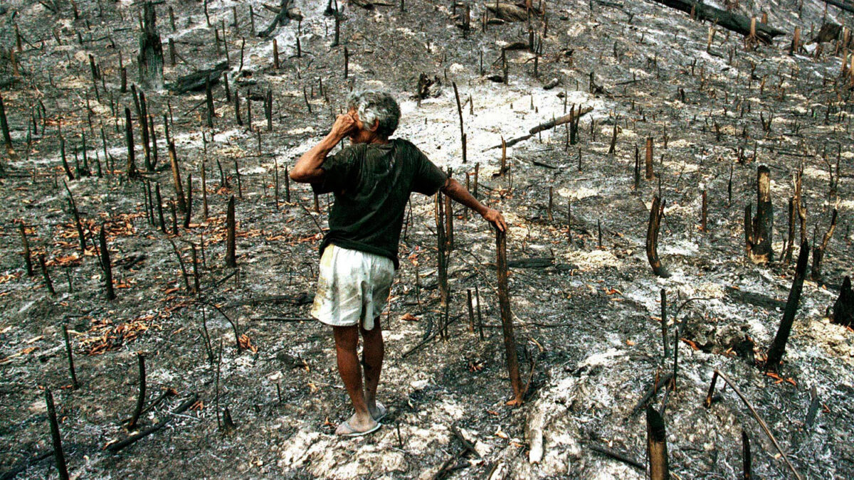 Cada año desaparecen siete millones de hectáreas de bosque tropical